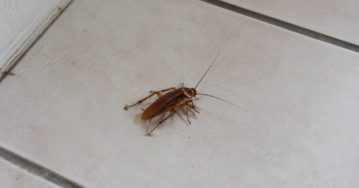 Grand insecte brun rampant sur carrelage blanc