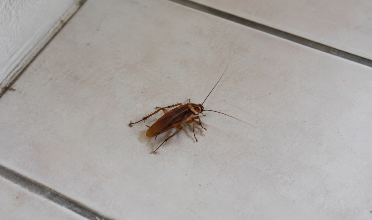 Grand insecte brun rampant sur carrelage blanc