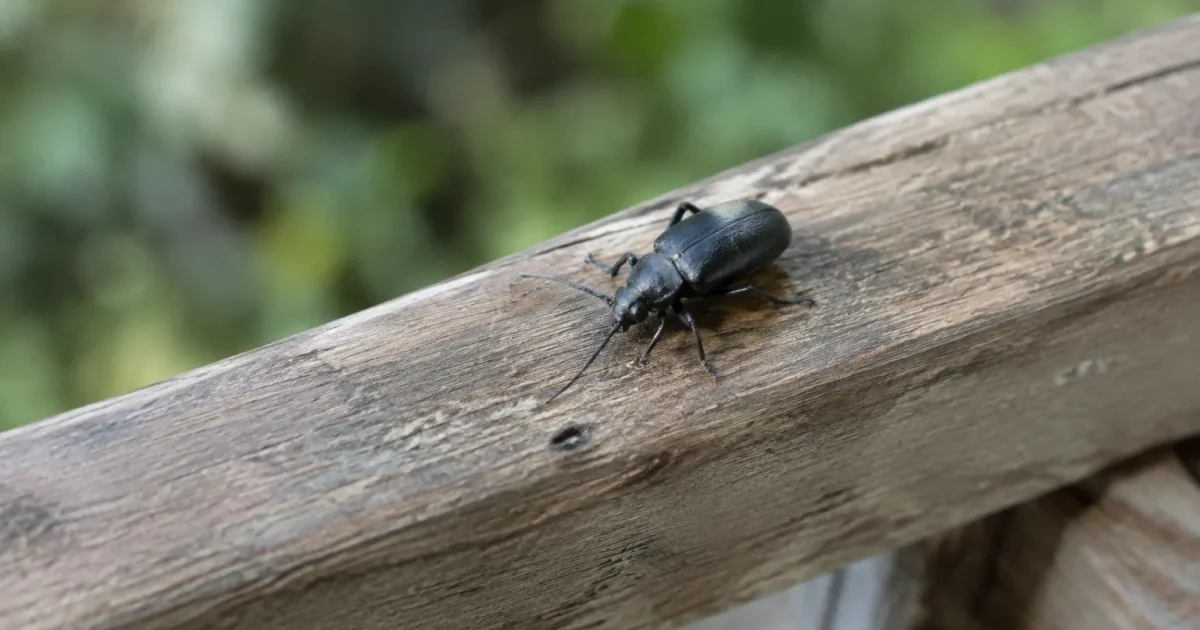Insecte noir marchant sur une poutre en bois