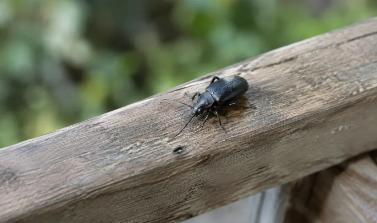 Insecte noir marchant sur une poutre en bois