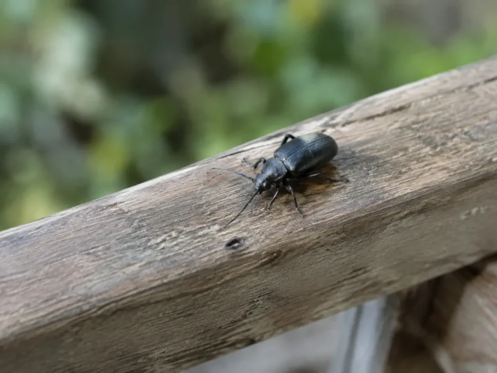 Insecte noir marchant sur une poutre en bois