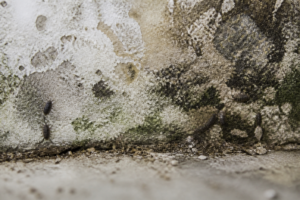 Mur humide de cave avec cloportes et moisissure visibles