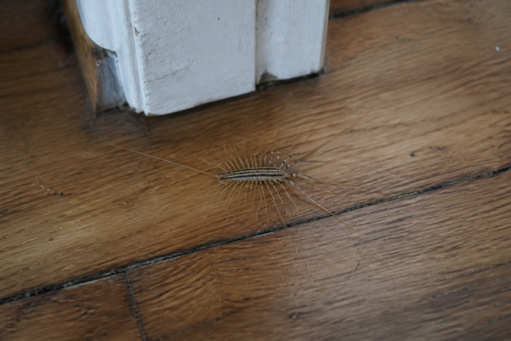 Une scutigere aux longues pattes sur un parquet